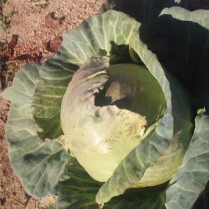 Cabbage – 1 head