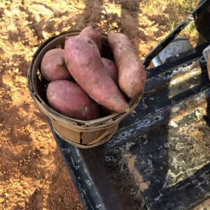 3 Pounds of New Sweet Potatoes
