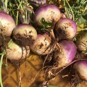Turnips by the pound