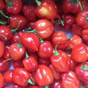 Habanero Peppers (12 per bag)
